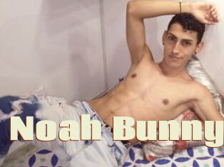 Noah_Bunny