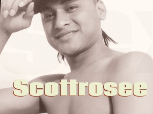 Scottrosee