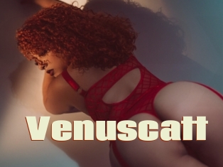 Venuscatt